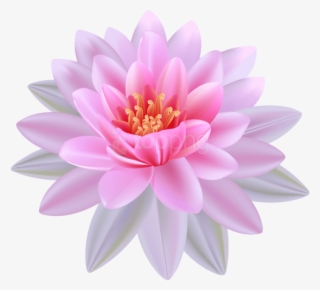 Lilies Clipart Lotus Flower - Water Lily Flower Png