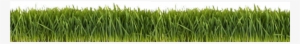 Cartoon Grasses - Grass Flashcard