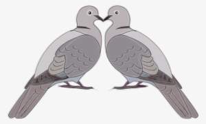 I - American Mourning Dove
