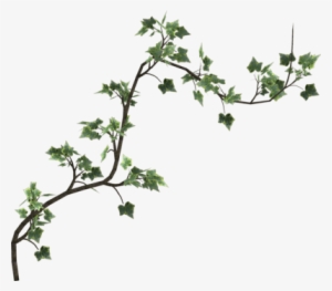 Free Icons Png - Poison Ivy Vine Png