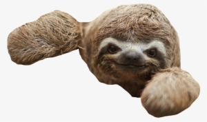 Sloth Png Transparent Sloth - Sloth Transparent