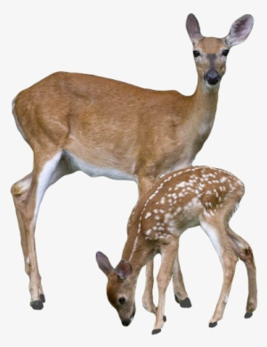 Deer Png Picture - Doe And Fawn Clipart