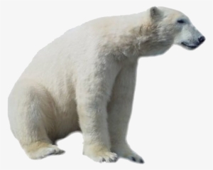 Polar Bear Png Hd - Polar Bear Png