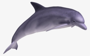 Free Png Dolphin Png Images Transparent - Dolphin Png