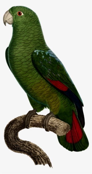 Budgerigar Drawing True Parrot Cockatoo - Black Billed Parrot