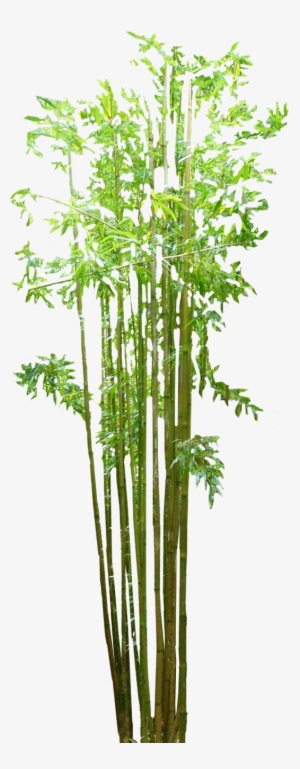 Bamboo Png Image - Bamboo Png