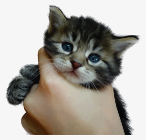 This Free Icons Png Design Of Cute Kitten