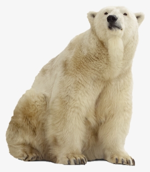 Polar Bear Png Pic - Stock Photography