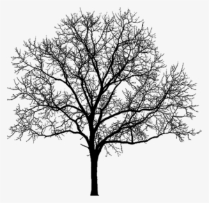 Clip Arts Related To - Tree Png White Black