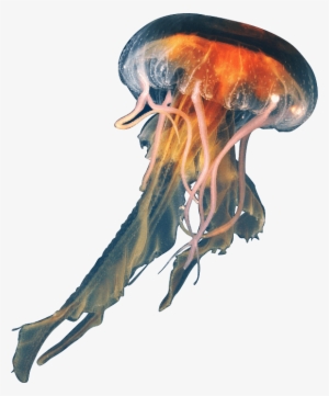 Jellyfish Png Download Image - Jellyfish Png