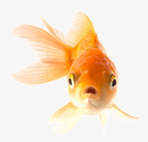Goldfish Png Transparent Picture - Goldfish Png