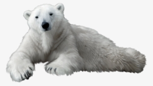 Polar Bear Png Clip Art - Polar Bear Transparent Background