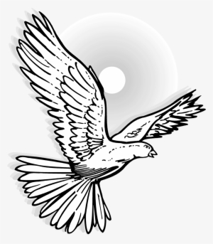 Dove Line Drawing At Getdrawings - Dove Flying On Black And White