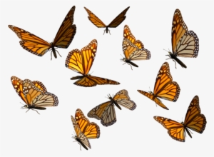 Butterfly Png Monarch Download Balloon Image - Monarch Butterfly Transparent Background