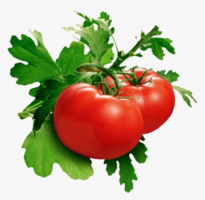Tomato Png Pic - Phytoene And Phytofluene