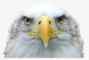 Adler,white Tailed Eagle,bald Eagle,raptor,bird Of - Aguia Png