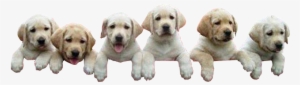 Png Royalty Free Library Image Climbing Png Community - Transparent Background Puppy Png