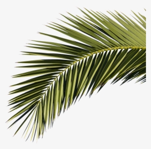 Palm Branch Png Clipart Library Download - Palm Tree Branches Png