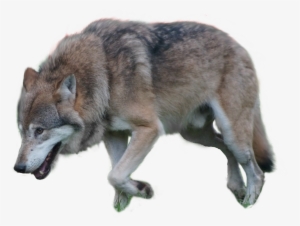 Gray Wolf Png By Pngimagesfee - Wolf Png