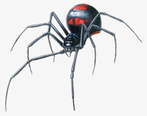 Black Widow Spider Transparent Png - Black Widow Spider Head