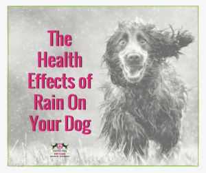 The Health Effects Of Rain On Your Dog - Awful Dog