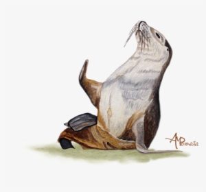Click And Drag To Re-position The Image, If Desired - Sea Lion Watercolor