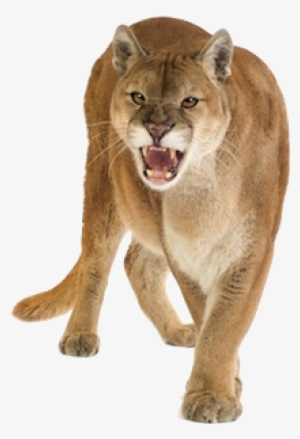 Puma Animal Png - Cougar Puma
