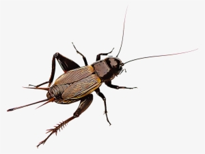 Common Field And House Crickets Are Nerve-wracking - Grillo E Cicala Differenze