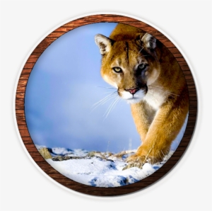 Mountain Lion Fvwd - Desktop Wallpaper Hd 1080p