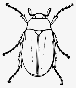 June Bug Drawing At Getdrawings - June Bug Drawing