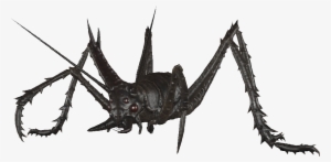 Cave Cricket Hunter - Black Widow