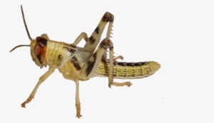Grasshopper Png - Cricket Insect Gif On Transparent Background