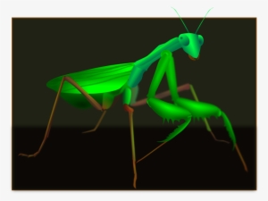 Mantis Grasshopper Insect Pest Cricket Wireless - Grasshopper