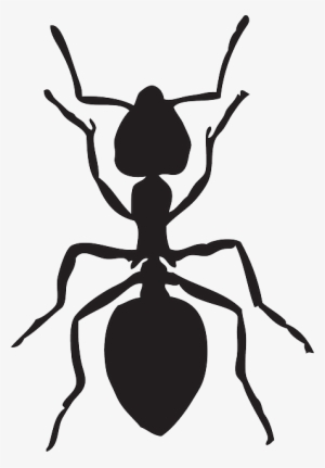 Free Image On Pixabay Ant Animal Insects - Ant Clipart Black And White