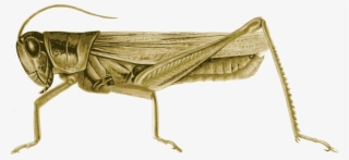 Locust Grasshopper Insect Pest Color - Grasshopper