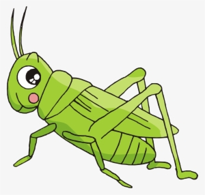 Cartoon Bush Crickets Insect - Dibujos Animados De Un Grillo