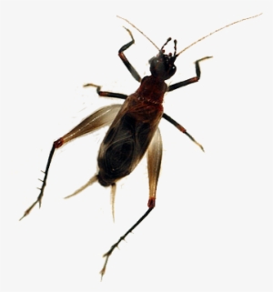 Concordance To Chinese, Japanese & Latin Cricket Names - Weevil