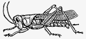 Insect Grasshopper Drawing Locust Cricket - Grasshopper Black And White