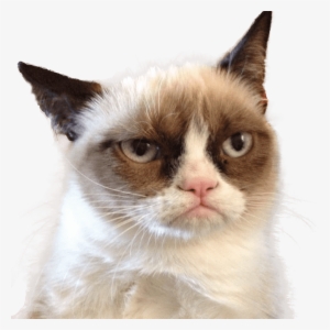 Grumpy Cat Looking Right - Grumpy Cat Png
