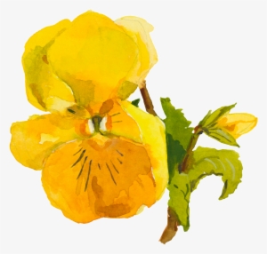 Yellow Cute Flower Watercolor Transparent - Yellow