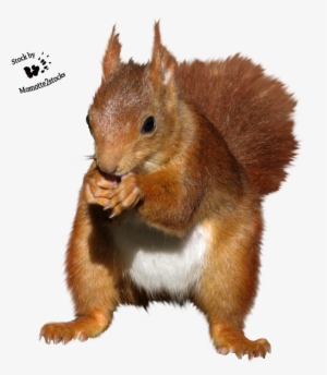 Red Squirrel Clipart Transparent Background - Red Squirrel Cut Out