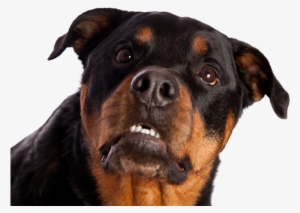 Rottweiler - Rottweiler Showing Teeth