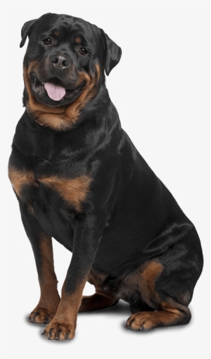 Bad To The Bone Or Misunderstood Png Free Stock - Rottweiler (smart Owner's Guide)
