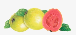 Pink Guava - Strawberry Guava