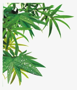 Realistic Bamboo Leaf Design Transparent Decorative - False 1pcs Reusable Washable Baby Cloth Diaper Nappy