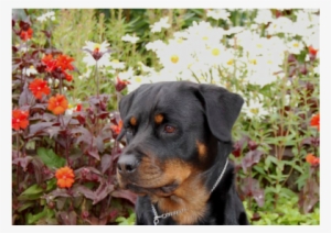 Our Latest And Greatest News - Rottweiler