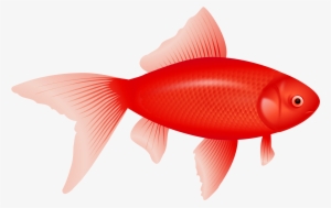 Red <b>fish</b> Png Image - Webp Image Example