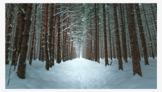 Score 50% - Winter Forest Wallpaper Iphone