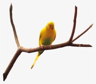 Bird Nature Naturaleza Pajaro Rama Plantas - Quran