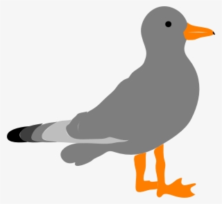 Cartoon Picture Of Seagull Clipart Clipartbarn - Seagull Clipart Translucent Background